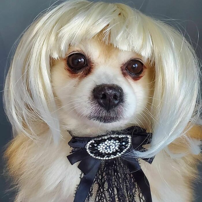 35 People Are Sharing Photos Of Their Dogs Wearing Wigs, And It’s Absolutely Hilarious 35 People Are Sharing Photos Of Their Dogs Wearing Wigs, And It’s Absolutely Hilarious