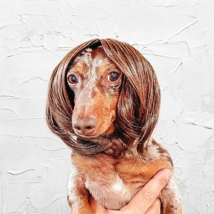 35 People Are Sharing Photos Of Their Dogs Wearing Wigs, And It’s Absolutely Hilarious 35 People Are Sharing Photos Of Their Dogs Wearing Wigs, And It’s Absolutely Hilarious