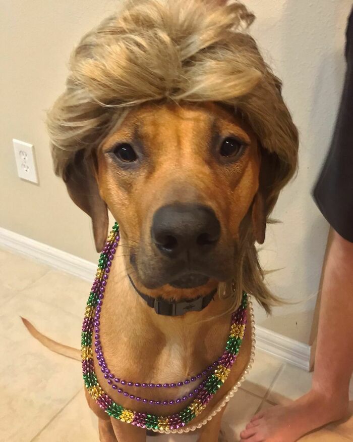 35 People Are Sharing Photos Of Their Dogs Wearing Wigs, And It’s Absolutely Hilarious 35 People Are Sharing Photos Of Their Dogs Wearing Wigs, And It’s Absolutely Hilarious