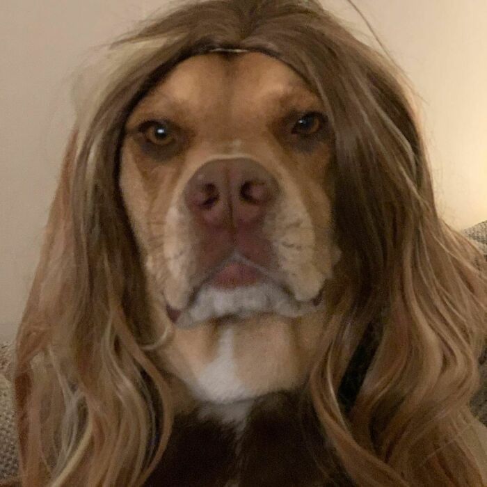 35 People Are Sharing Photos Of Their Dogs Wearing Wigs, And It’s Absolutely Hilarious 35 People Are Sharing Photos Of Their Dogs Wearing Wigs, And It’s Absolutely Hilarious