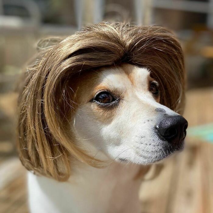 35 People Are Sharing Photos Of Their Dogs Wearing Wigs, And It’s Absolutely Hilarious 35 People Are Sharing Photos Of Their Dogs Wearing Wigs, And It’s Absolutely Hilarious
