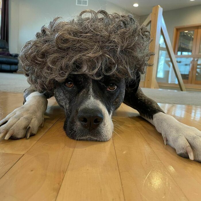 35 People Are Sharing Photos Of Their Dogs Wearing Wigs, And It’s Absolutely Hilarious 35 People Are Sharing Photos Of Their Dogs Wearing Wigs, And It’s Absolutely Hilarious