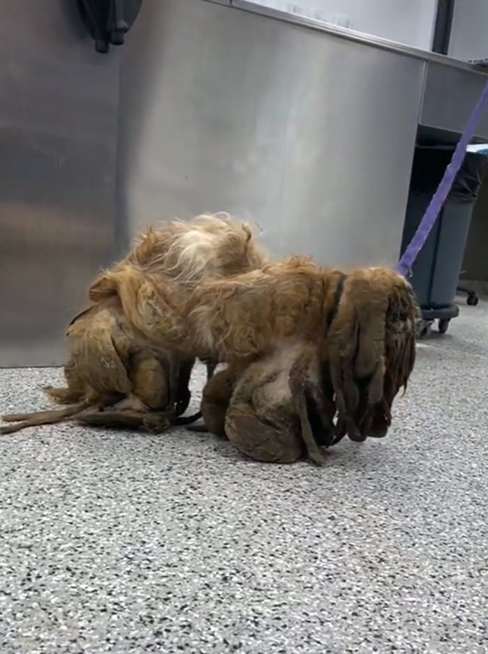 Abandoned Dog Receives A Life-Changing Makeover, Getting 6.5 Pounds Of Matted Fur Shaved Off