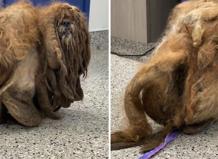 Abandoned Dog Receives A Life-Changing Makeover, Getting 6.5 Pounds Of Matted Fur Shaved Off