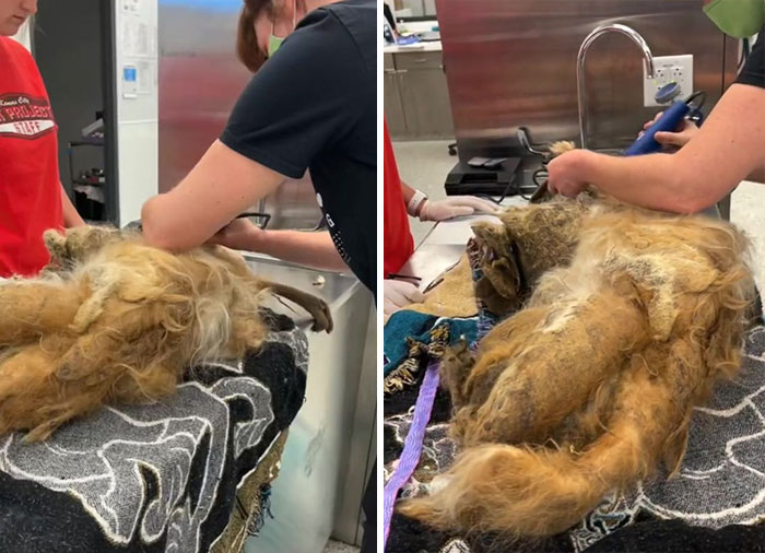 Abandoned Dog Receives A Life-Changing Makeover, Getting 6.5 Pounds Of Matted Fur Shaved Off