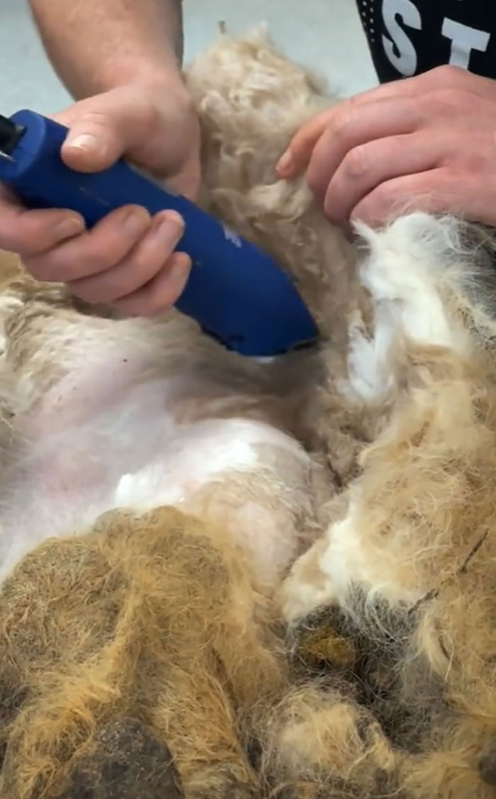 Abandoned Dog Receives A Life-Changing Makeover, Getting 6.5 Pounds Of Matted Fur Shaved Off