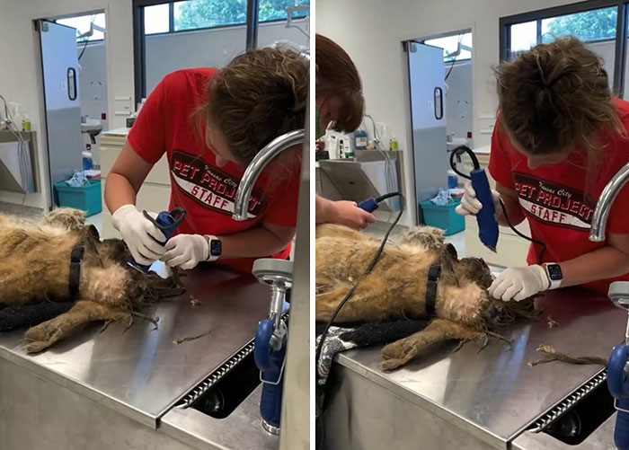 Abandoned Dog Receives A Life-Changing Makeover, Getting 6.5 Pounds Of Matted Fur Shaved Off