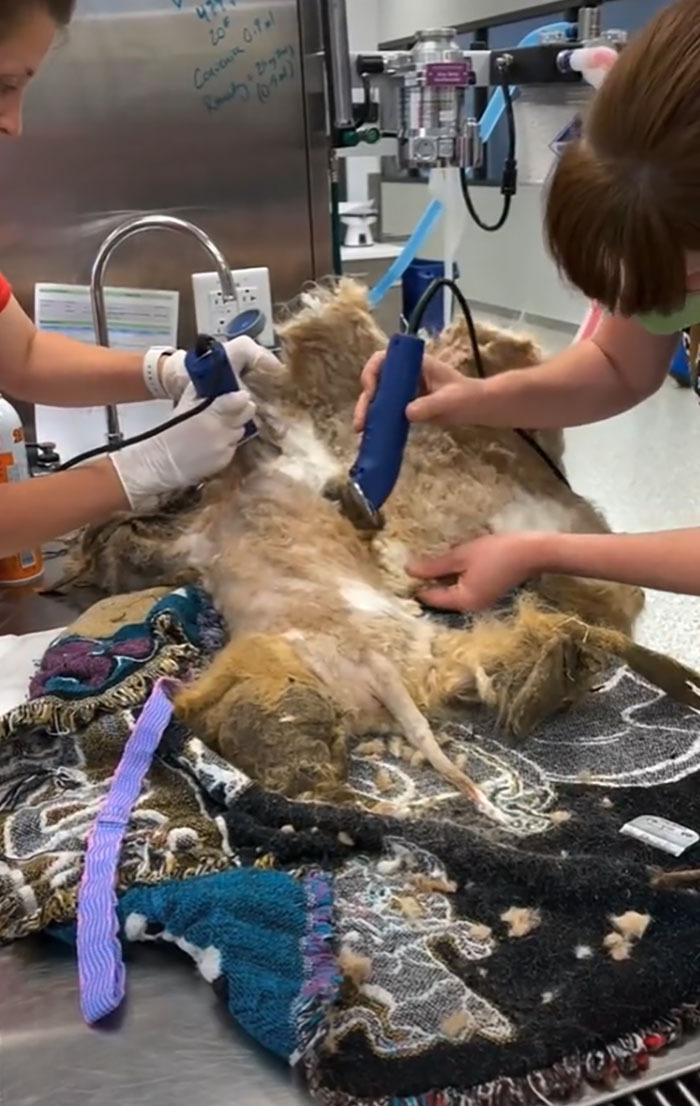 Abandoned Dog Receives A Life-Changing Makeover, Getting 6.5 Pounds Of Matted Fur Shaved Off