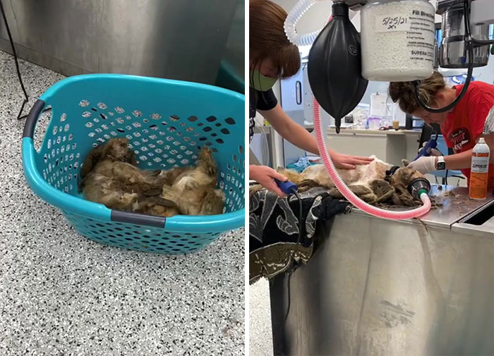 Abandoned Dog Receives A Life-Changing Makeover, Getting 6.5 Pounds Of Matted Fur Shaved Off