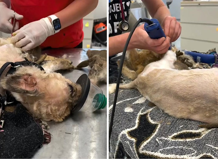 Abandoned Dog Receives A Life-Changing Makeover, Getting 6.5 Pounds Of Matted Fur Shaved Off