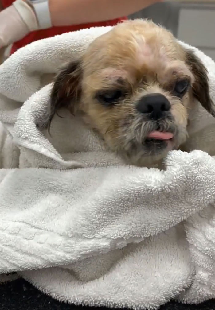Abandoned Dog Receives A Life-Changing Makeover, Getting 6.5 Pounds Of Matted Fur Shaved Off