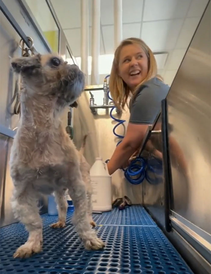 Abandoned Dog Receives A Life-Changing Makeover, Getting 6.5 Pounds Of Matted Fur Shaved Off