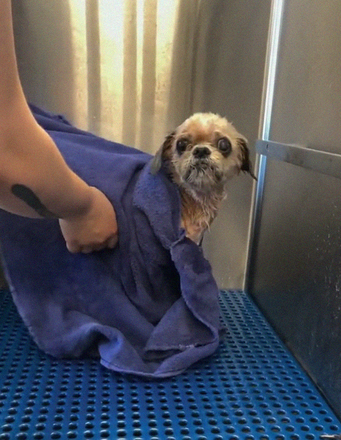 Abandoned Dog Receives A Life-Changing Makeover, Getting 6.5 Pounds Of Matted Fur Shaved Off