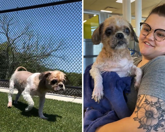 Abandoned Dog Receives A Life-Changing Makeover, Getting 6.5 Pounds Of Matted Fur Shaved Off