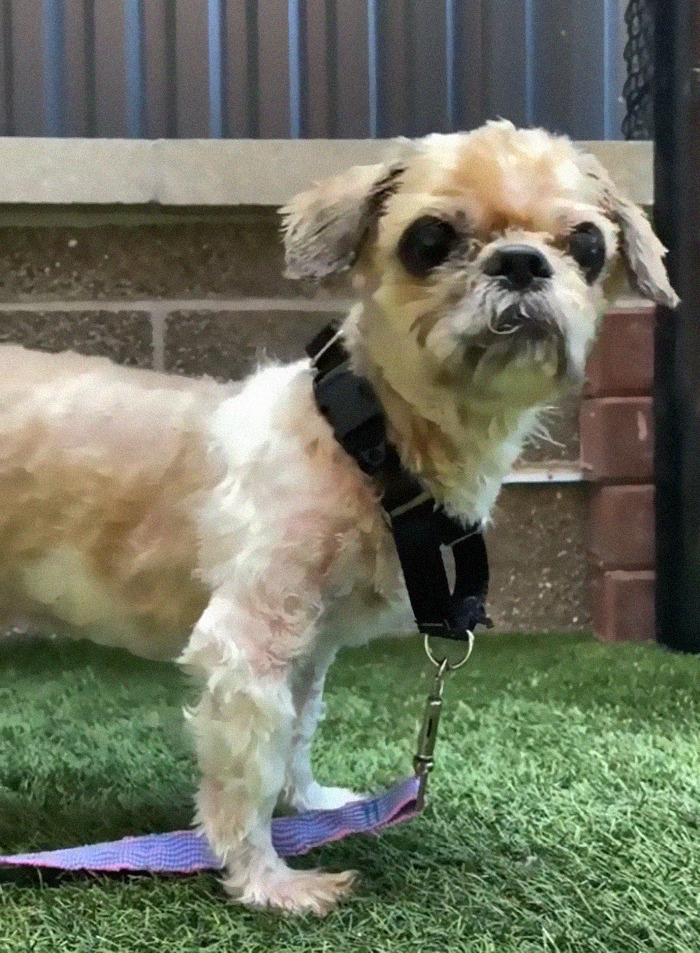 Abandoned Dog Receives A Life-Changing Makeover, Getting 6.5 Pounds Of Matted Fur Shaved Off