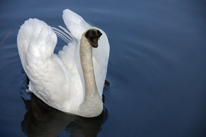 Pandas, What Is The Strangest Thing On Your Camera Roll? (Closed) Pandas, What Is The Strangest Thing On Your Camera Roll? (Closed)