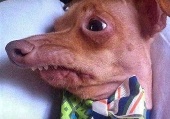 Pandas, What Is The Strangest Thing On Your Camera Roll? (Closed) Pandas, What Is The Strangest Thing On Your Camera Roll? (Closed)