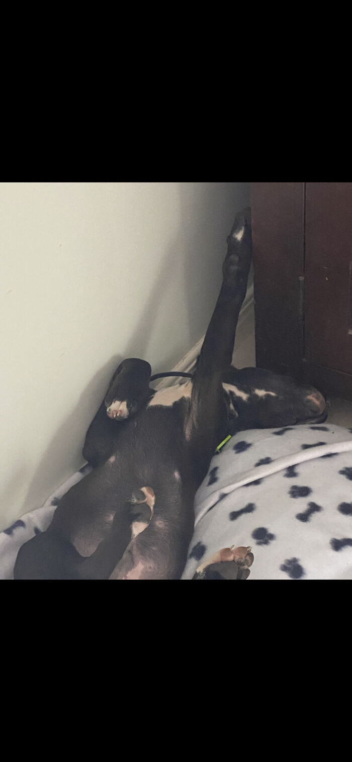 Pandas, What Is The Strangest Thing On Your Camera Roll? (Closed) Pandas, What Is The Strangest Thing On Your Camera Roll? (Closed)