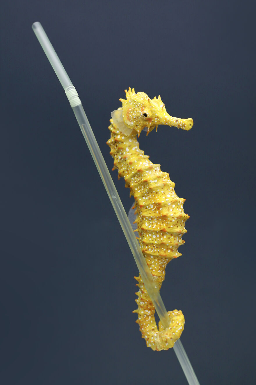 I’ve Created These Animal Sculptures To Show The Consequences Of Ocean Pollution I’ve Created These Animal Sculptures To Show The Consequences Of Ocean Pollution