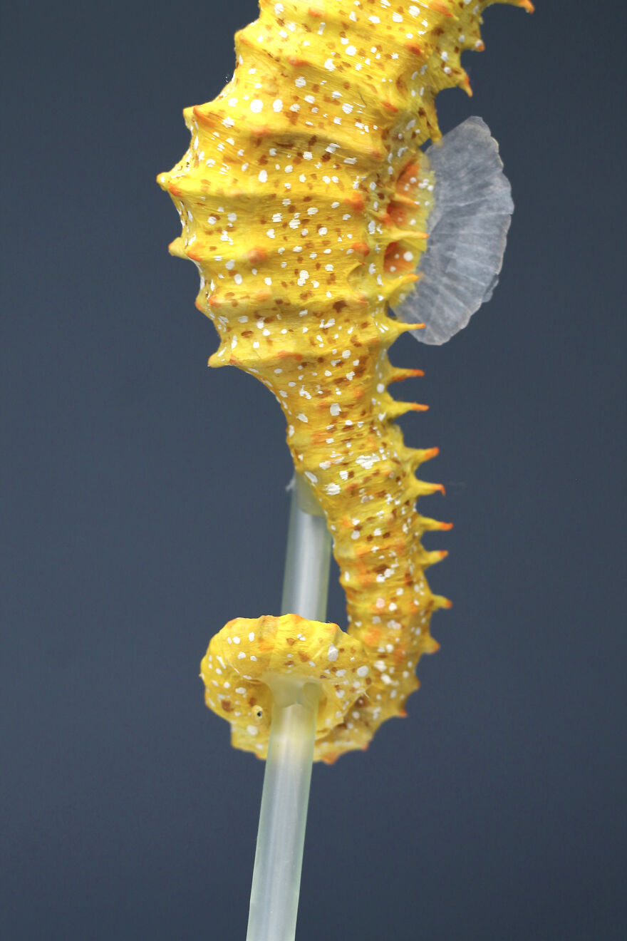 I’ve Created These Animal Sculptures To Show The Consequences Of Ocean Pollution I’ve Created These Animal Sculptures To Show The Consequences Of Ocean Pollution