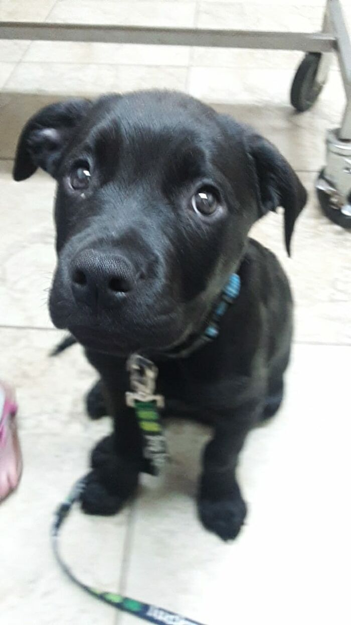 Selfless Boy Sells His Pokemon Cards Just To Save His Beloved Puppy Friend Selfless Boy Sells His Pokemon Cards Just To Save His Beloved Puppy Friend