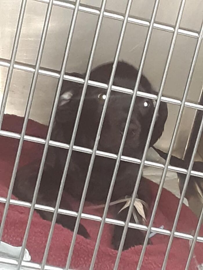 Selfless Boy Sells His Pokemon Cards Just To Save His Beloved Puppy Friend Selfless Boy Sells His Pokemon Cards Just To Save His Beloved Puppy Friend