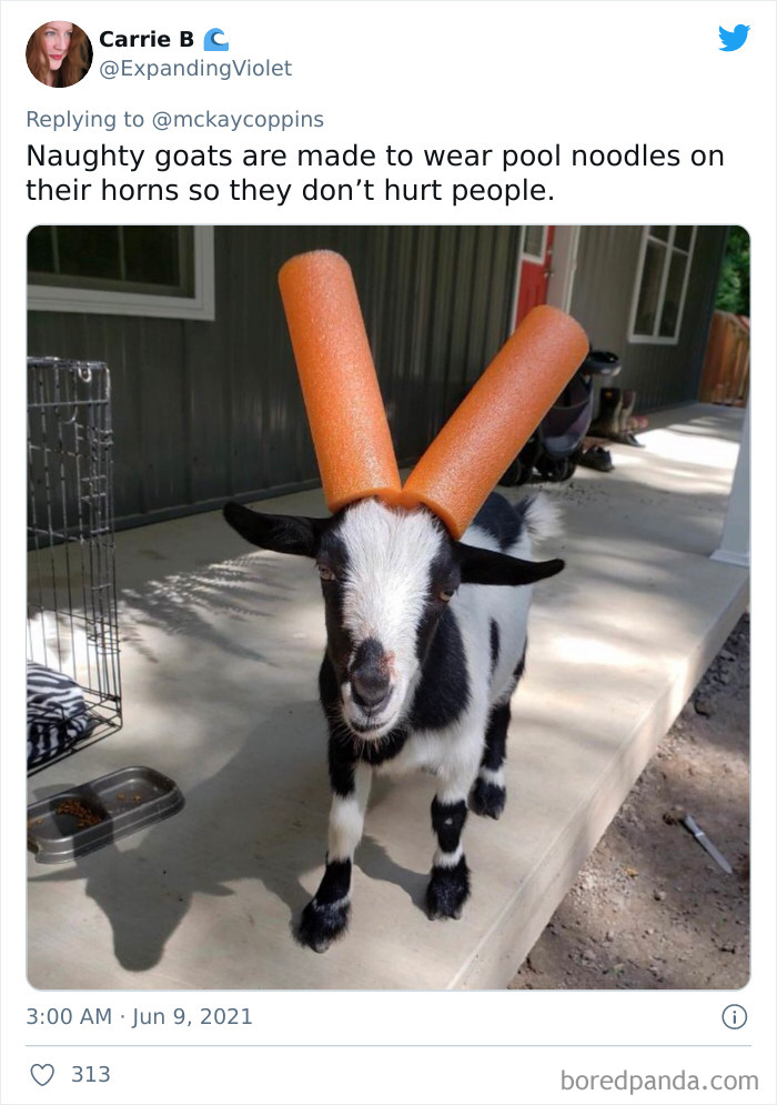 Dad Asks The Internet What Interesting Facts They Know So He Could Tell Them To His 2 Kids, Receives 40 Answers