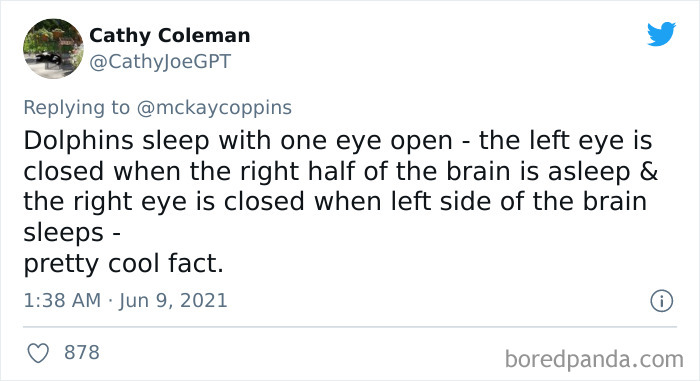 Dad Asks The Internet What Interesting Facts They Know So He Could Tell Them To His 2 Kids, Receives 40 Answers