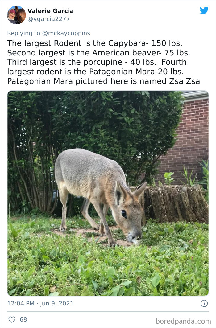 Dad Asks The Internet What Interesting Facts They Know So He Could Tell Them To His 2 Kids, Receives 40 Answers