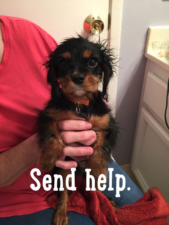 Hey Pandas, Which Meme Are You Today? (Closed) Hey Pandas, Which Meme Are You Today? (Closed)