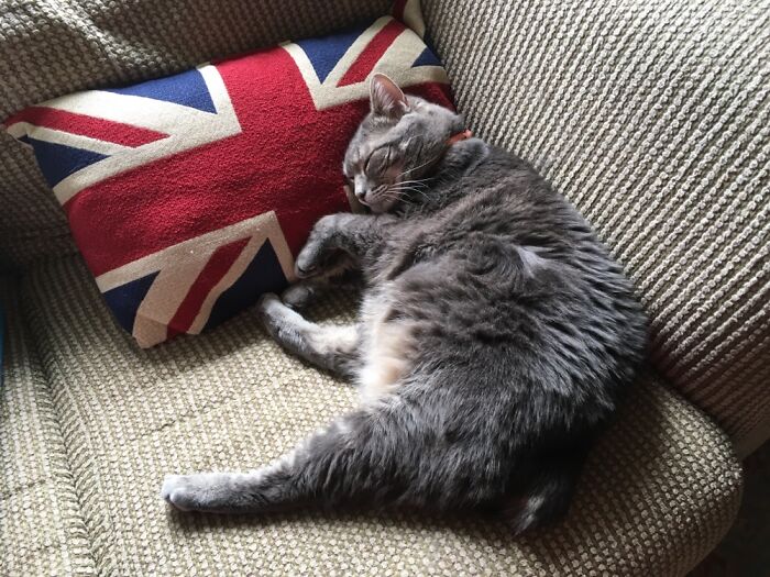 Hey Pandas, Post The Funniest Picture Of Your Pet Hey Pandas, Post The Funniest Picture Of Your Pet