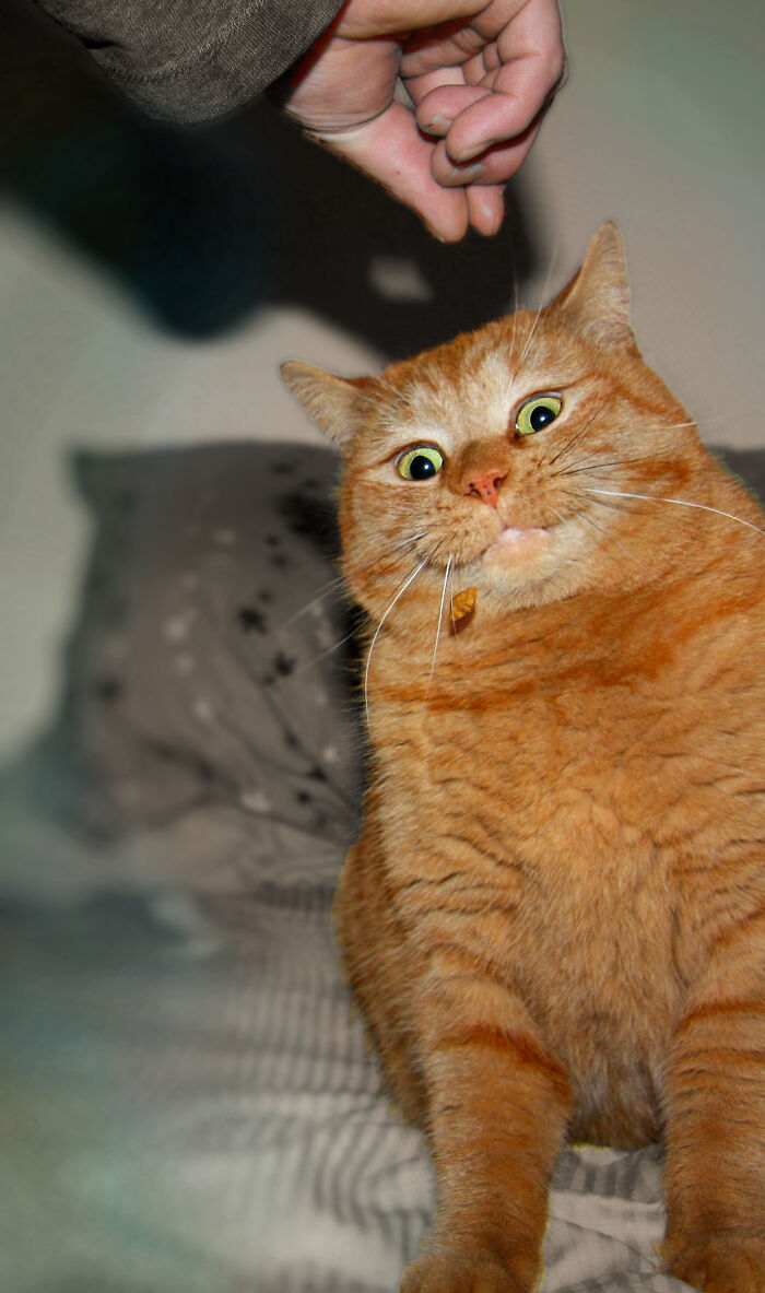 Hey Pandas, Post The Funniest Picture Of Your Pet Hey Pandas, Post The Funniest Picture Of Your Pet