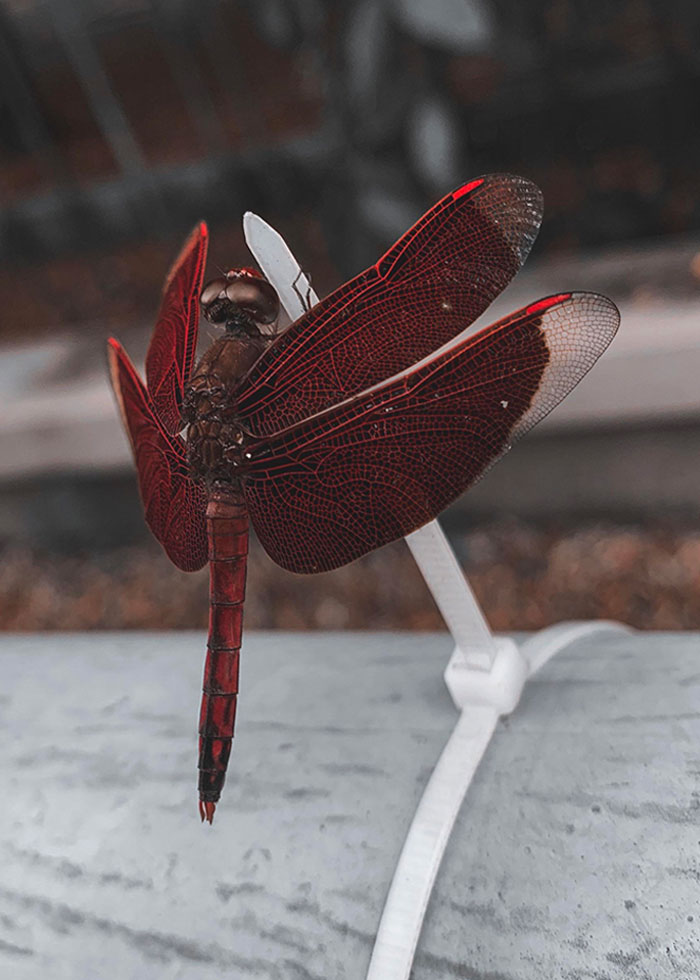 50 Rare Photos That Reveal The Unseen Side Of Things (New Pics) 50 Rare Photos That Reveal The Unseen Side Of Things (New Pics)