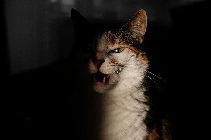 Hey Pandas, Show Us A Demonic Picture Of Your Pet (Closed) Hey Pandas, Show Us A Demonic Picture Of Your Pet (Closed)