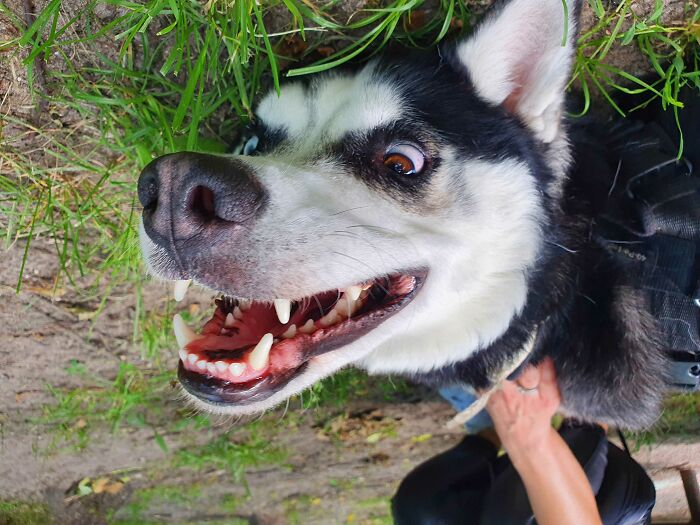 Hey Pandas, Show Us A Demonic Picture Of Your Pet (Closed) Hey Pandas, Show Us A Demonic Picture Of Your Pet (Closed)