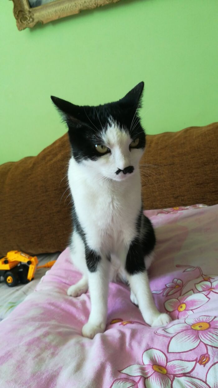 Hey Pandas, Show Us A Demonic Picture Of Your Pet (Closed) Hey Pandas, Show Us A Demonic Picture Of Your Pet (Closed)