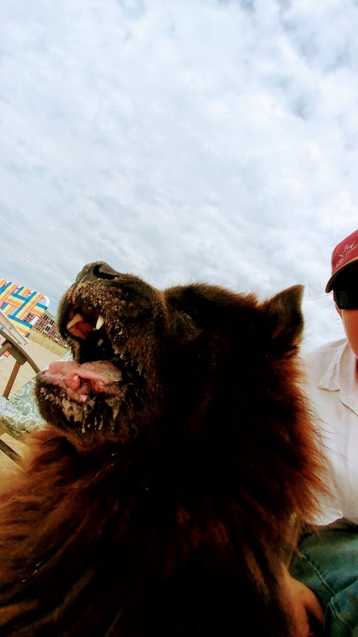 Hey Pandas, Show Us A Demonic Picture Of Your Pet (Closed) Hey Pandas, Show Us A Demonic Picture Of Your Pet (Closed)