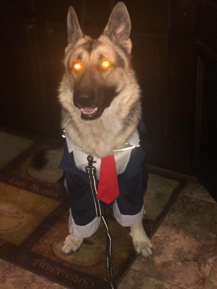 Hey Pandas, Show Us A Demonic Picture Of Your Pet (Closed) Hey Pandas, Show Us A Demonic Picture Of Your Pet (Closed)