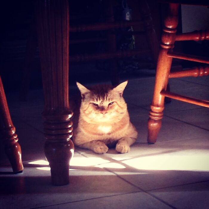 Hey Pandas, Show Us A Demonic Picture Of Your Pet (Closed) Hey Pandas, Show Us A Demonic Picture Of Your Pet (Closed)