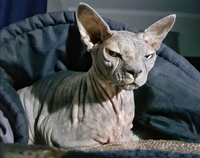 Hey Pandas, Show Us A Demonic Picture Of Your Pet (Closed) Hey Pandas, Show Us A Demonic Picture Of Your Pet (Closed)