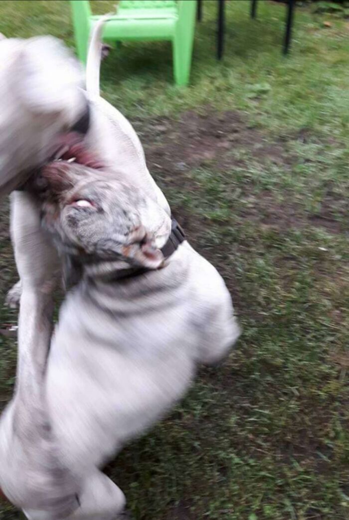 Hey Pandas, Show Us A Demonic Picture Of Your Pet (Closed) Hey Pandas, Show Us A Demonic Picture Of Your Pet (Closed)