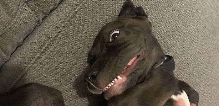 Hey Pandas, Show Us A Demonic Picture Of Your Pet (Closed) Hey Pandas, Show Us A Demonic Picture Of Your Pet (Closed)