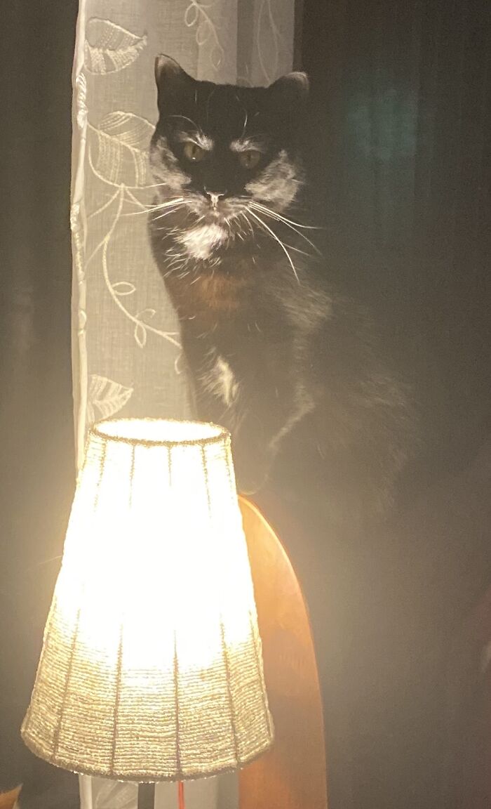 Hey Pandas, Show Us A Demonic Picture Of Your Pet (Closed) Hey Pandas, Show Us A Demonic Picture Of Your Pet (Closed)