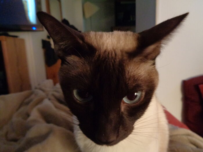 Hey Pandas, Show Us A Demonic Picture Of Your Pet (Closed) Hey Pandas, Show Us A Demonic Picture Of Your Pet (Closed)