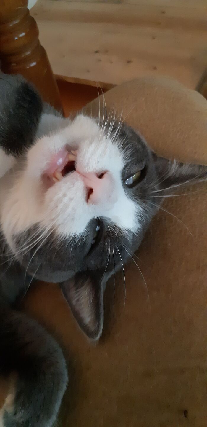 Hey Pandas, Show Us A Demonic Picture Of Your Pet (Closed) Hey Pandas, Show Us A Demonic Picture Of Your Pet (Closed)