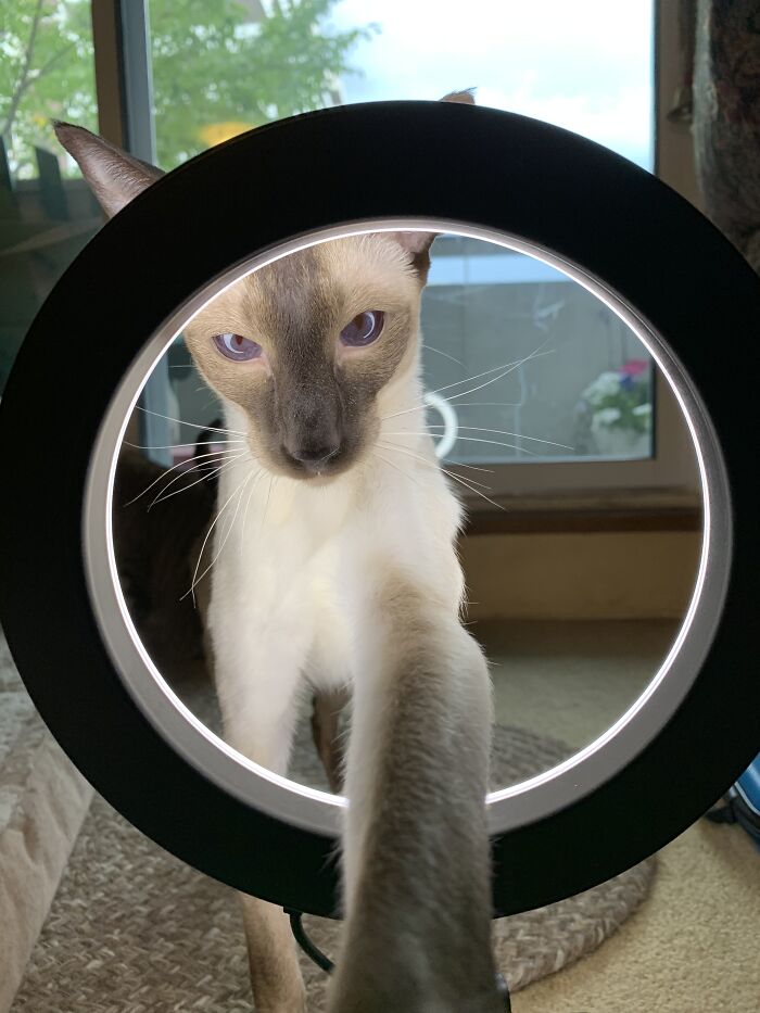 Hey Pandas, Show Us A Demonic Picture Of Your Pet (Closed) Hey Pandas, Show Us A Demonic Picture Of Your Pet (Closed)