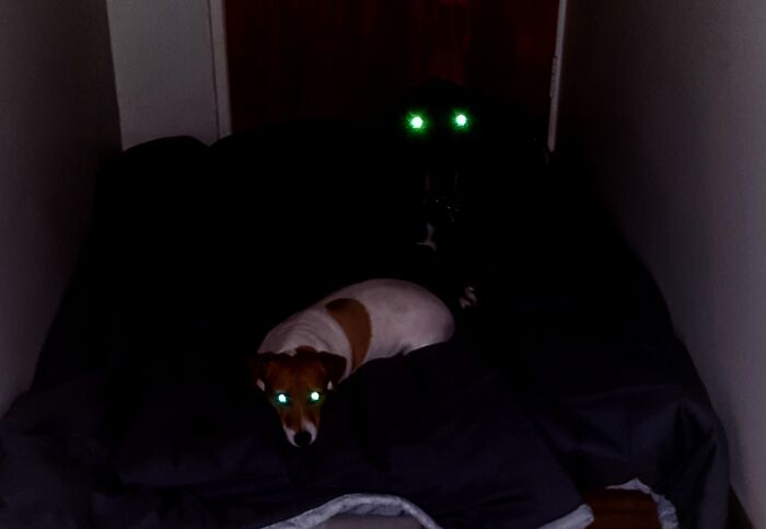 Hey Pandas, Show Us A Demonic Picture Of Your Pet (Closed) Hey Pandas, Show Us A Demonic Picture Of Your Pet (Closed)