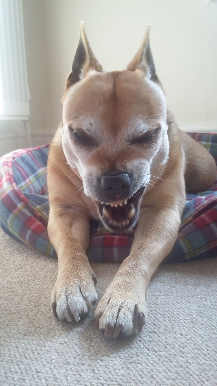 Hey Pandas, Show Us A Demonic Picture Of Your Pet (Closed) Hey Pandas, Show Us A Demonic Picture Of Your Pet (Closed)