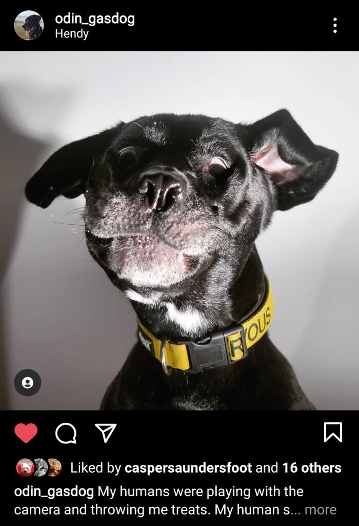 Hey Pandas, Show Us A Demonic Picture Of Your Pet (Closed) Hey Pandas, Show Us A Demonic Picture Of Your Pet (Closed)