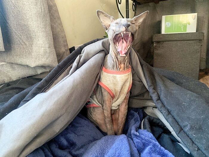 Hey Pandas, Show Us A Demonic Picture Of Your Pet (Closed) Hey Pandas, Show Us A Demonic Picture Of Your Pet (Closed)